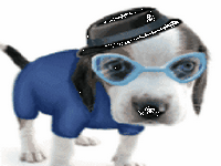 pic for Dog with hat